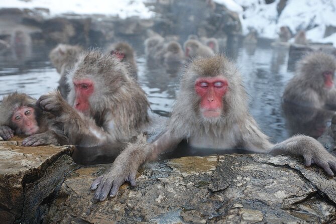 Snow Monkey Park Private Tour From Tokyo With Licensed Guide - Pickup Information