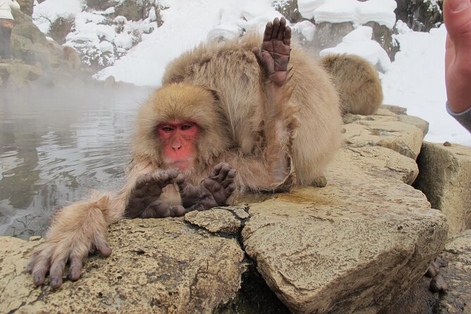 Snow Monkey & Shibu Onsen Private Tour (Nagano, Nozawa, Myoko) - Inclusions and Itinerary