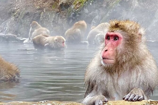 Snow Monkeys Sake Tasting Zenko-ji and Monzen Terrace Lunch - The Snow Monkeys of Jigokudani
