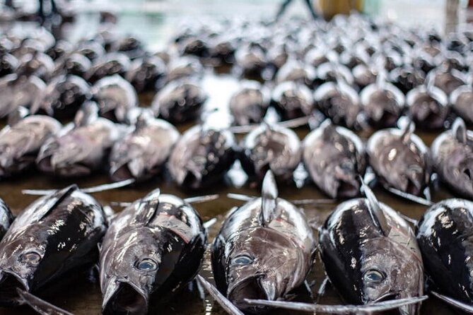 Tuna Auction Market Guided Private Tour in Nachi-Katsuura - Booking Information