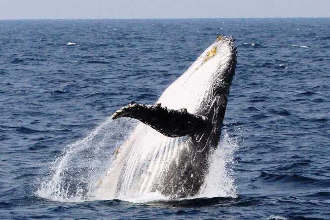 Whale Watching in Okinawa - Pickup Points and Departure Times