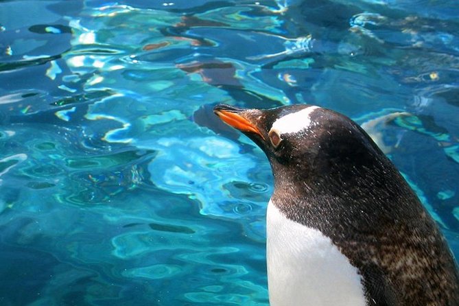 Winter Asahiyama Zoo and Blue Pond Aoi-Ike 1 Day Bus Tour - Itinerary Details