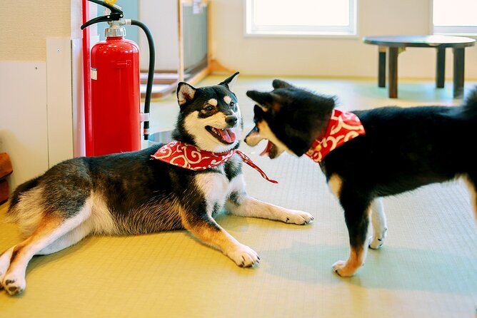 From Tokyo Kamakura, Hachimangu Shrine and Enoshima Full Day Tour - Kamakura and Hachimangu Shrine