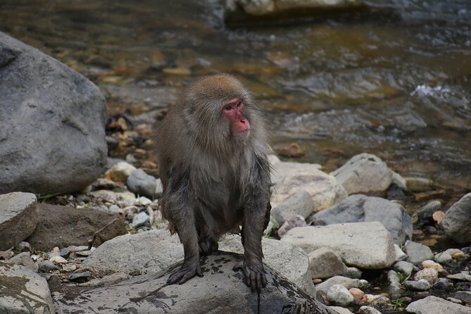 From Tokyo: Nagano Snow Monkey Park Private Tour - The Jigokudani Monkey Park