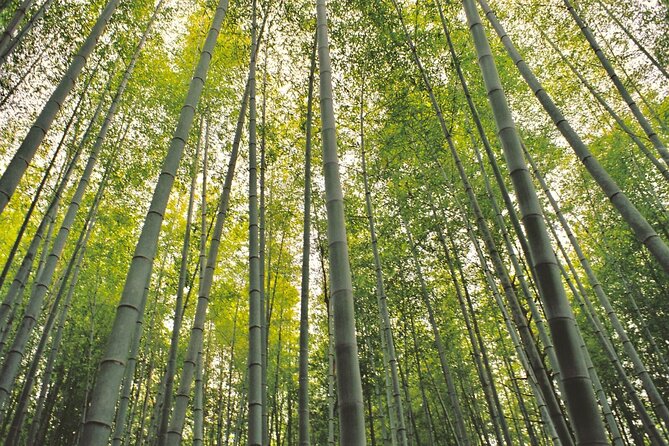Hiking the Historic Nakasendo Trail- 1 Day Tour From Nagoya - Participant Requirements