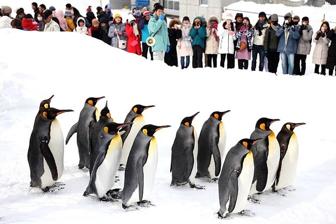 Hokkaido Day Trip From Sapporo: Asahiyama Zoo to Ningle Terrace - Participant Requirements and Restrictions