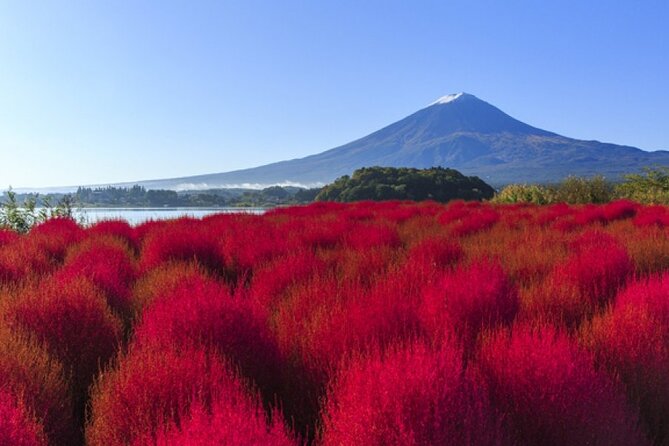 Mt Fuji, Panoramic Ropeway & Seasonal Fruits Picking - Seasonal Fruit Picking Experience