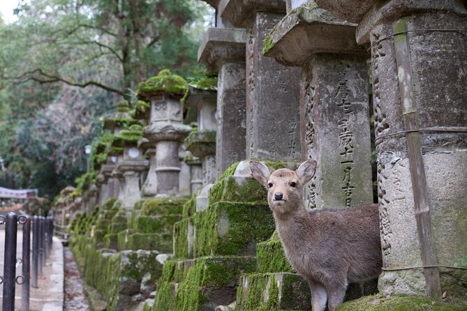 Nara: 1.5 Hour Private Kasuga Taisha Shrine Tour - World Heritage - Encountering the Deer of Nara