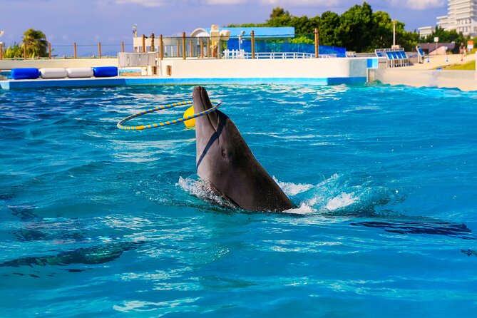 Okinawa Hip-hop Bus B Course Tour (Okinawa Churaumi Aquarium) - Additional Information