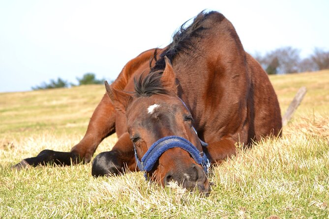 Pasture Hike With Horse Whisperer at Horse Trust in Kagoshima - Experiencing the Pasture Hike