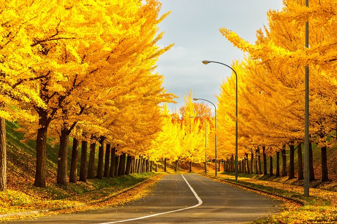 Sapporo Privete Tour: Royce Town, Autumn Foliage, Sunset Viewing - Pickup Information