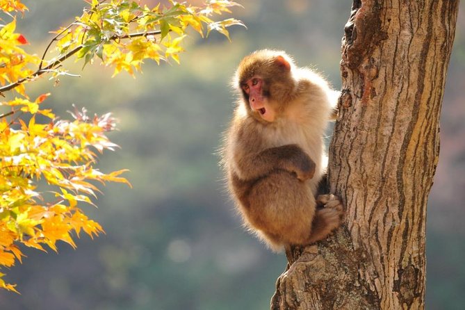 Snow Monkeys Park Tour And  Ebisu-Ko Fireworks Fest in Nagano - Meeting and Pickup Details