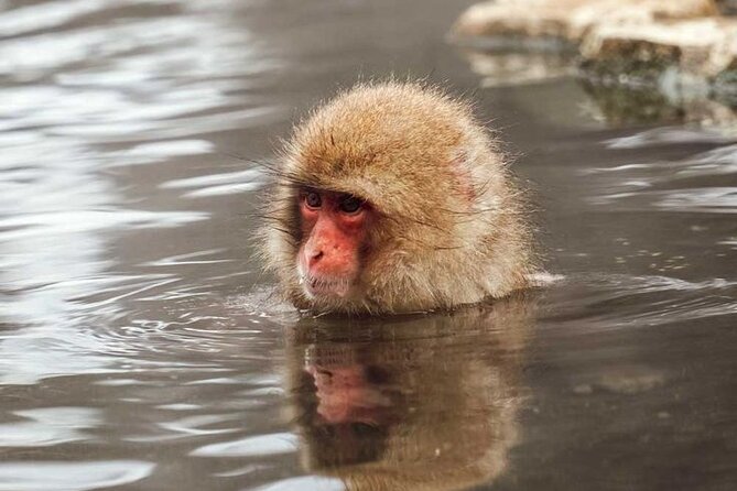 Snow Monkeys Sake Tasting Zenko-ji and Monzen Terrace Lunch - Transportation and Meeting Details
