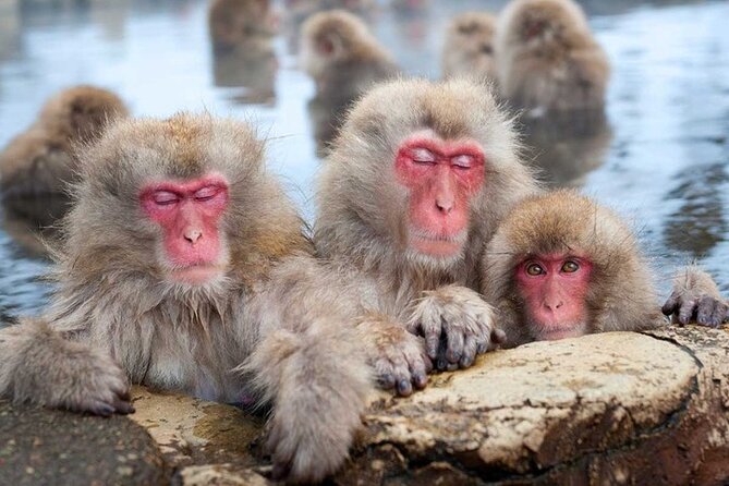 Tokyo Nagano Snow Monkey Park and Zenkoji Temple With Guide - Exploring the Zenkoji Temple