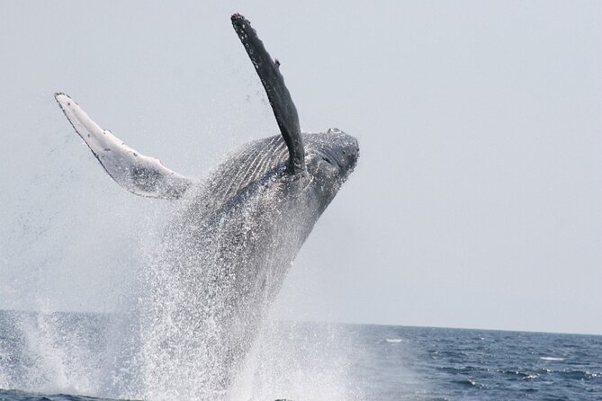 Whale Watching in Okinawa - Duration and Pricing Details
