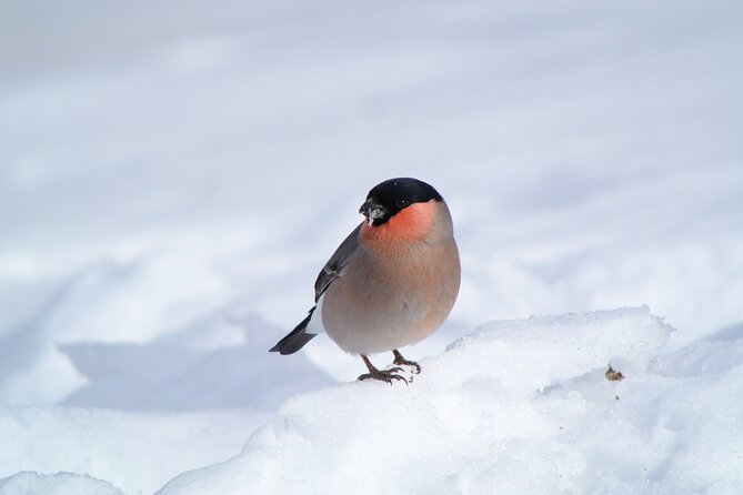 Wild Bird Sanctuary Forest Guided Tour in Nagano - Capturing Memorable Moments