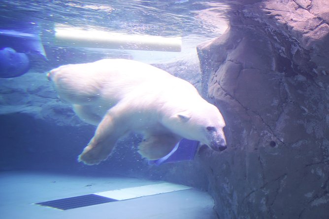Winter Asahiyama Zoo and Blue Pond Aoi-Ike 1 Day Bus Tour - Included in the Tour