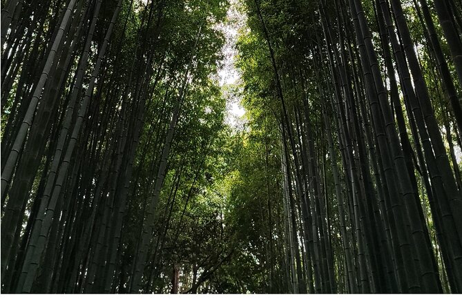 Early Half Day to Kyoto Highlights - Reviews and Ratings