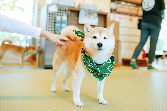 From Tokyo Kamakura, Hachimangu Shrine and Enoshima Full Day Tour - Enoshima Island and Enoshima Electric Railway