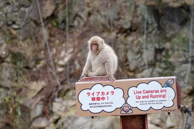 From Tokyo: Nagano Snow Monkey Park Private Tour - The Zenkoji Temple