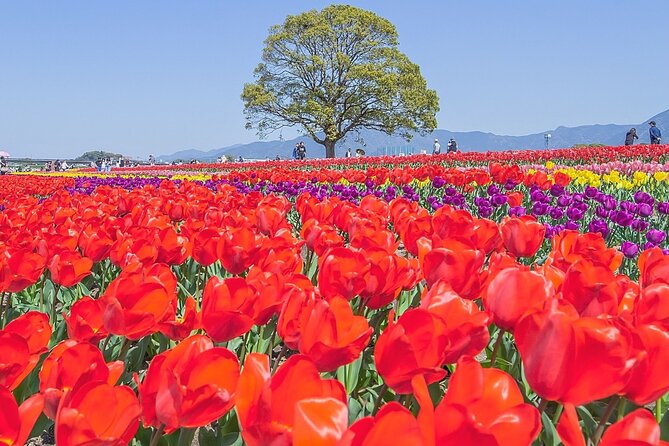 Fukuoka Cherry Blossom and Tulip Tour With Boat Ride Yokabus - Peak Bloom Periods