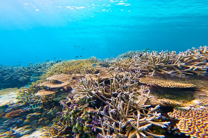 Half Day Amami Japan Boat Snorkeling Adventure - Booking Information