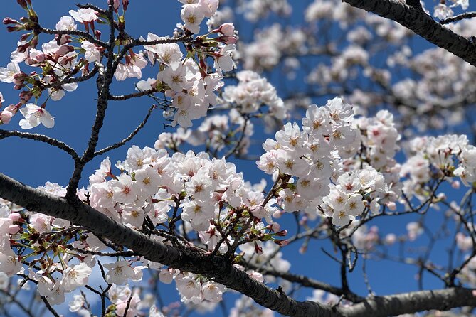 Hiroshima Peace Memorial and Highlights Private Tour With a Local - Exploring the Hiroshima Peace Memorial
