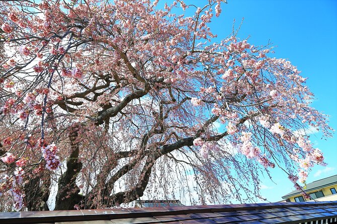 Hokkaido Hakodate Cherry Blossom 2D1N Bus Tour From Sapporo - Policies