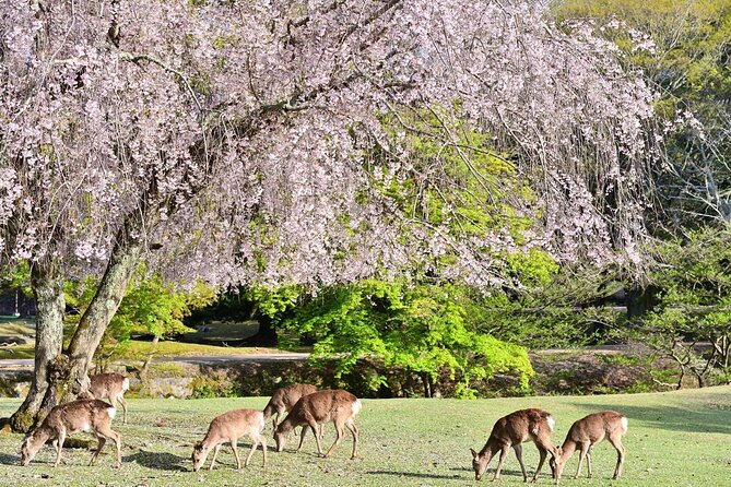 Kyoto & Nara Day Tour: Golden Pavilion, Fushimi Inari & Deer Park - Itinerary Highlights