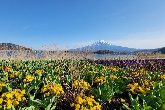 Mount Fuji & Hakone Private Customized Sightseeing English Trip - Customer Experience and Feedback
