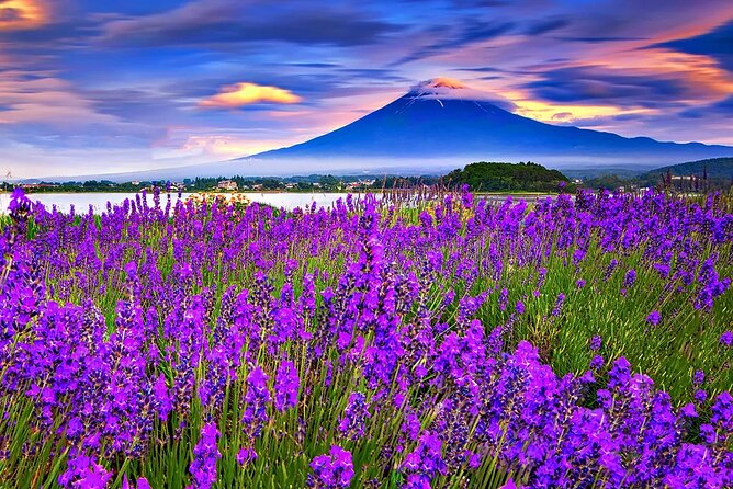 Mt Fuji Exploration Tour With Free Japanese Kusa Mochi From Tokyo - Highlights of the Tour