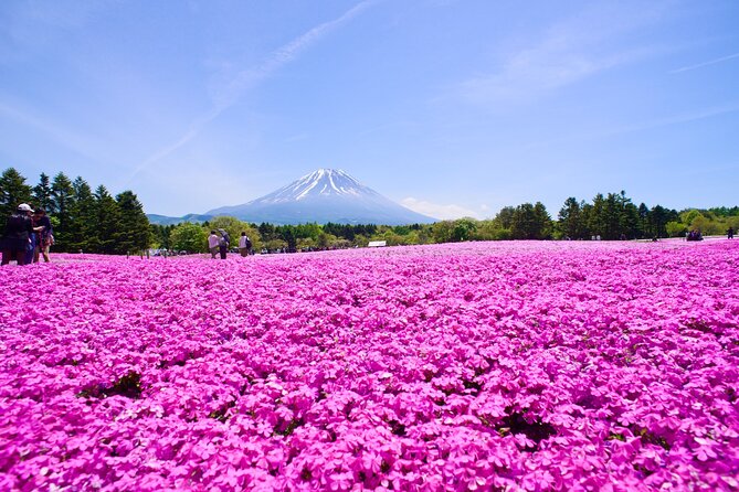 Mt. Fuji Shiba Sakura Festival and Hoto Noodle Making - Accessibility and Requirements
