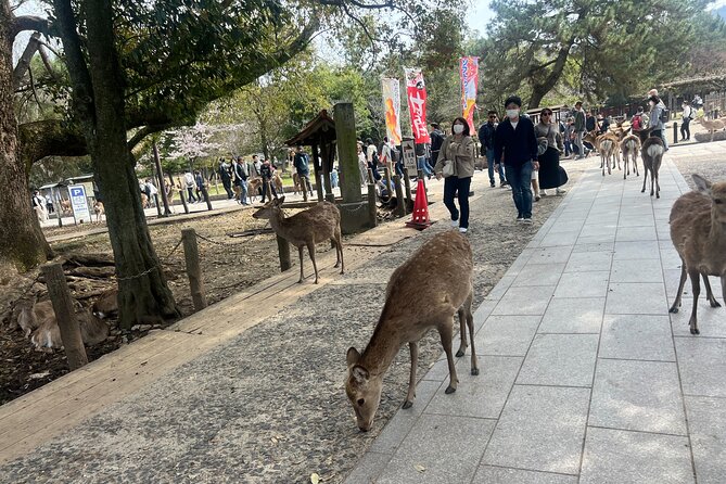 Nara Day Trip From Kyoto With a Licensed Guide - Inclusions and Fees