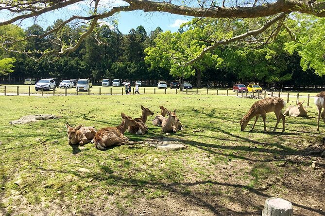 Nara Half-Day Bus Tour From Kyoto - Exploring Naras Rich Heritage
