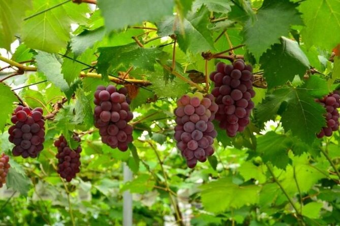 One Day Tour to Oishi Park and Fruit Picking in Mt. Fuji Tokyo - Fruit Picking Experience