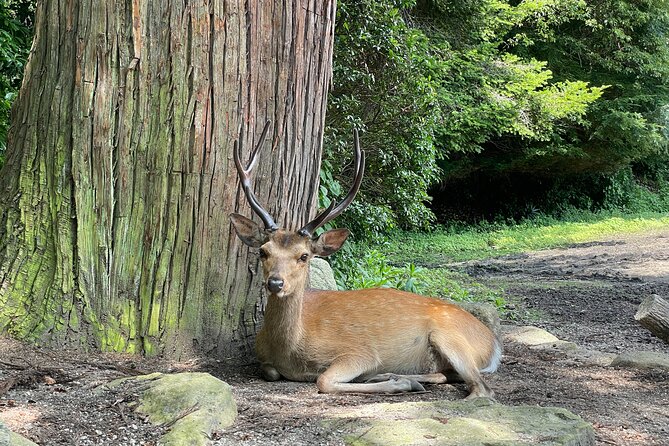 Private Hiroshima and Miyajima Tour With Local - Booking Information