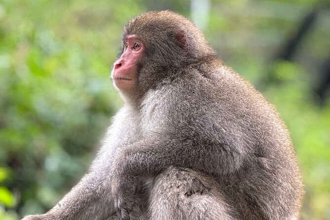 Snow Monkey Park Private Tour From Tokyo With Licensed Guide - Cancellation and Itinerary Changes
