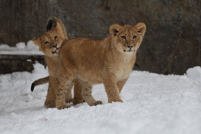Winter Asahiyama Zoo and Blue Pond Aoi-Ike 1 Day Bus Tour - Getting to the Meeting Point