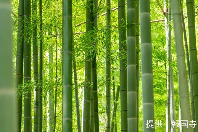 Zen Retreat in Kamakura: Zen Meditation, Bamboo Temple, and Lunch - Matcha Service at Houkokuji Temple