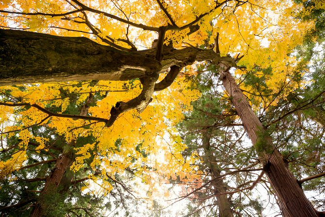 From Tokyo: Mt Fuji and Hakone Private Day Trip - Experiencing the Enchanting Owakudani Valley