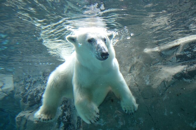 Hokkaido Day Trip From Sapporo: Asahiyama Zoo to Ningle Terrace - Exploring Ningle Terrace