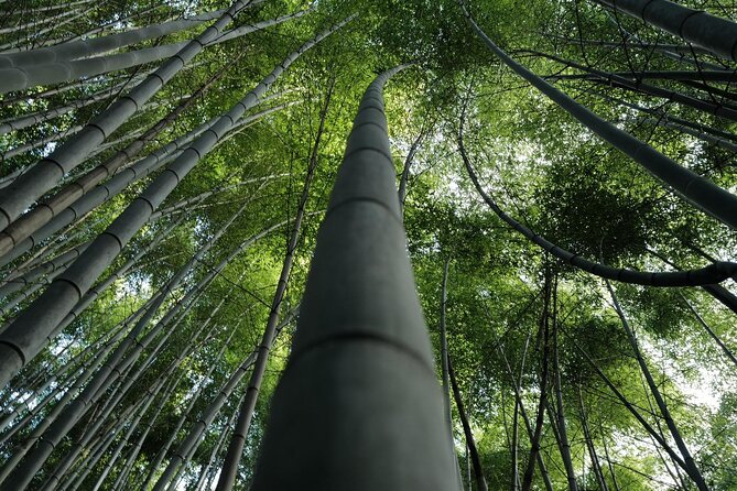 Kyoto Arashiyama Bamboo Forest Hidden Hiking Tour - Hidden Hiking Trail