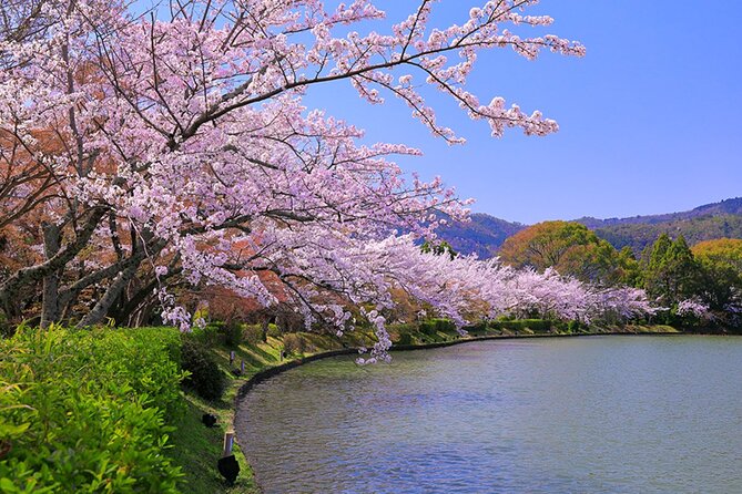 Kyoto Sakura & Hidden Gems of Timeless Tradition - Booking and Cancellation Policy