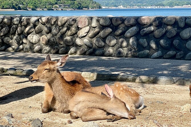 Miyajima Half-Day Private Experience With a Local - Personalized Touch and Customization