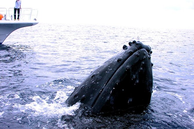 Naha: Kerama Islands Snorkeling Tour/Limited Time Whale Watching - What to Bring and Important Tips