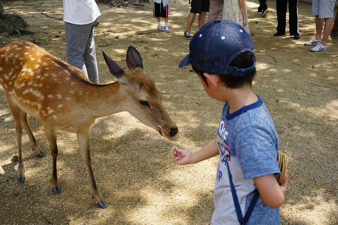 Nara Half-Day Bus Tour From Kyoto - Experiencing Todaiji Temple