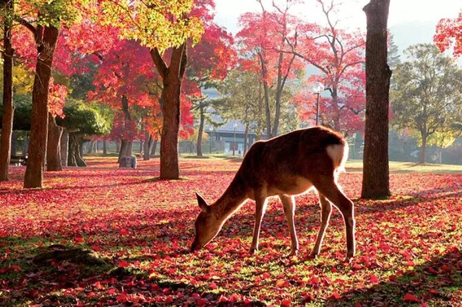 Osaka & Kyoto & Nara Top Hightlights English Speaking Tour - Cancellation and Booking Information