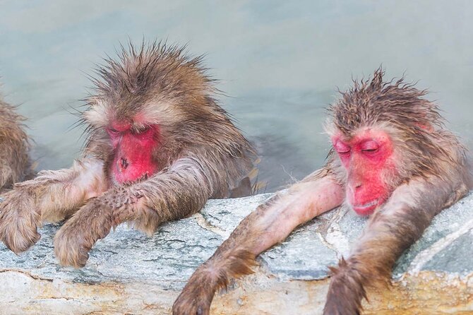 Snow Monkey and Shibu Onsen Afternoon Group Tour From Myoko Kogen - Navigating the Logistics