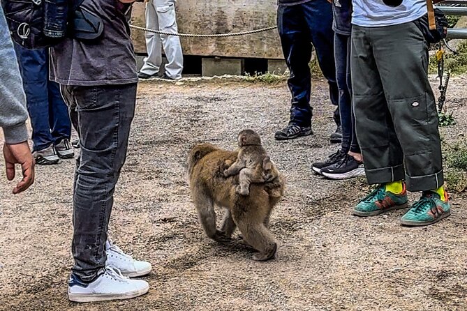 Snow Monkey Park Private Tour From Tokyo With Licensed Guide - Whats Included in the Tour