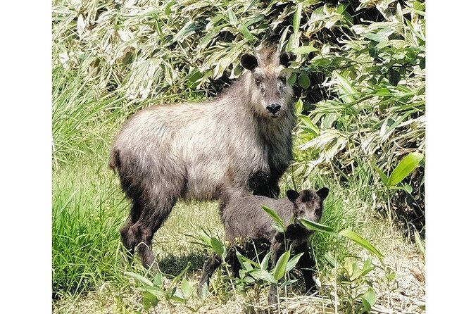 Tokyo Okutama Day Trip Tour - Dining and Dietary Accommodations